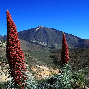 Casa Ivonne - San Isidro , San Isidro (Tenerife) España